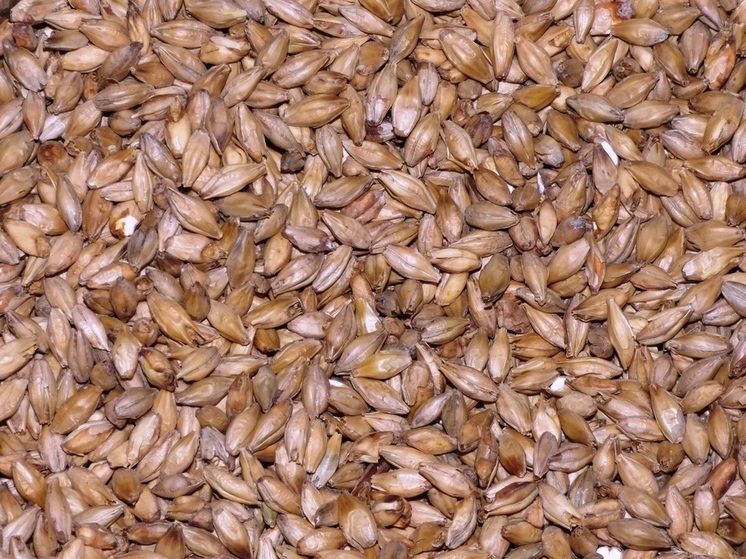 В Курской области Россельхознадзор выявил нарушения отгрузки 490 т зерна