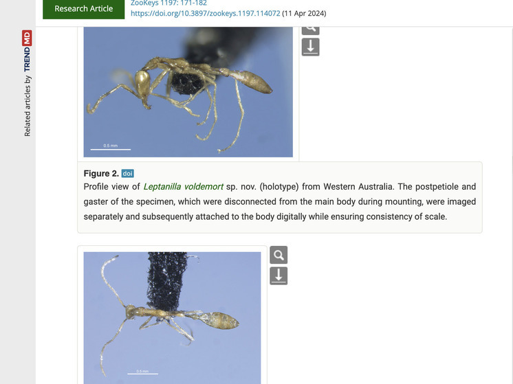 В Австралии неизвестный ранее вид подземных муравьев назвали в честь Волан-де-Морта