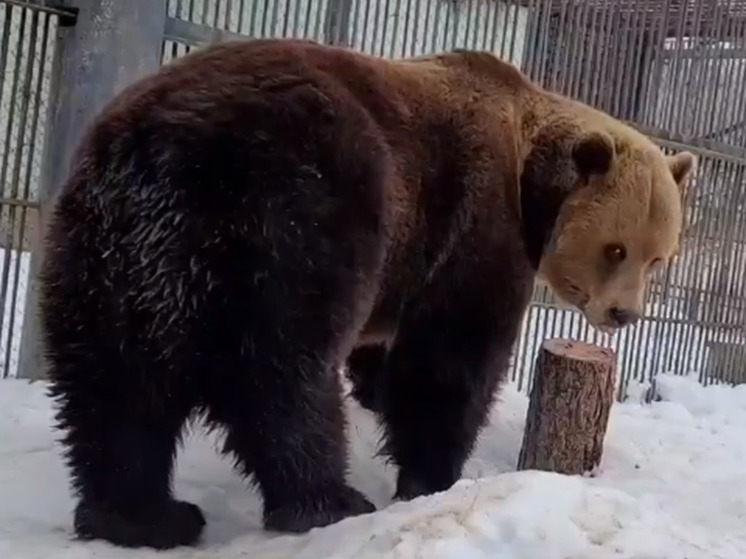 В Большереченском зоопарке в Омской области вышли из спячки все медведи