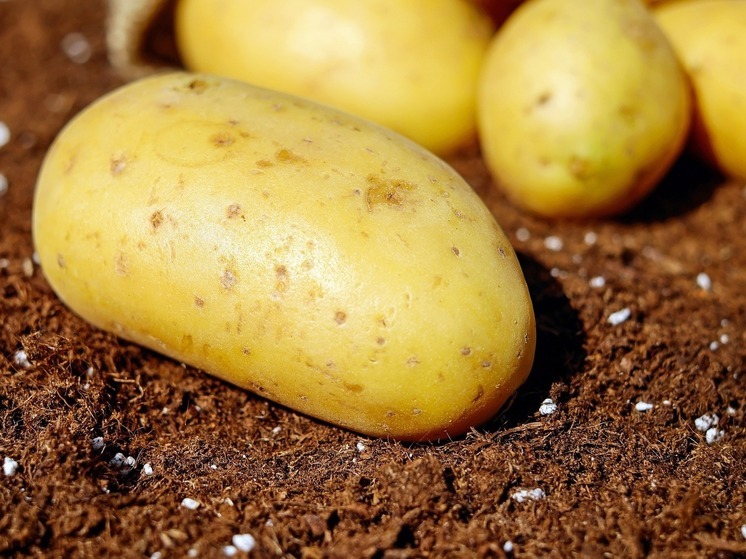 В Тюменской области картофель готовят к посадке