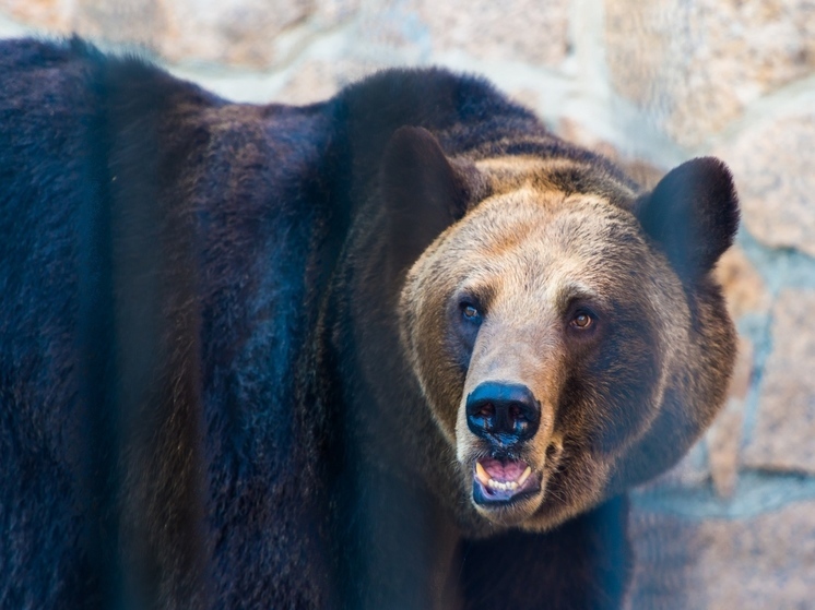 В Челябинском зоопарке мужчина решил накормить медведей жвачкой и сосисками