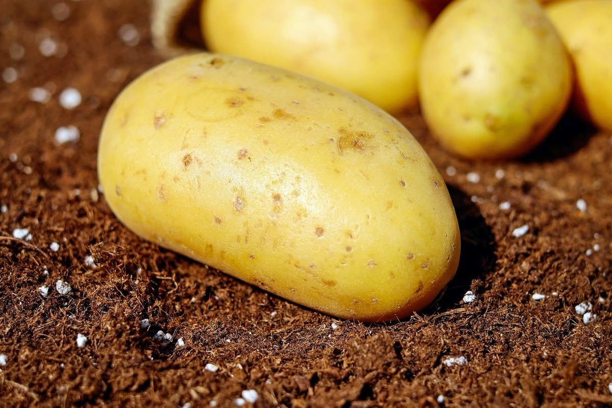 Почему картошке можно
