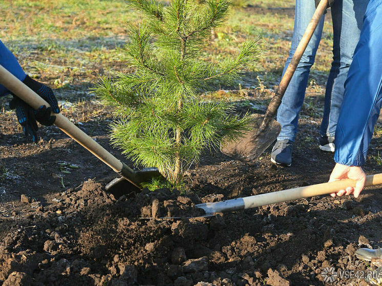 В Кемерове начнут высаживать экзотические деревья: на озеленение потратят 7 млн
