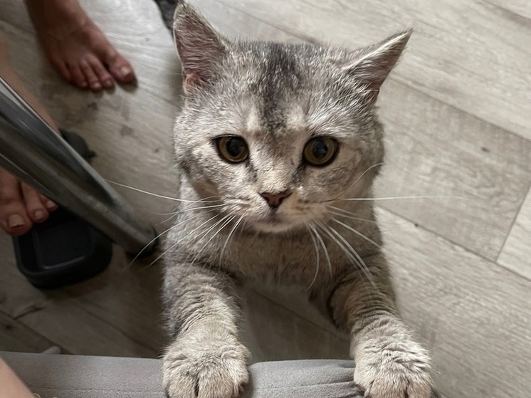 В Оренбурге волонтеры «Оренспас» вывезли кота из затопленного СНТ
