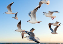 В Кандалакшский залив Белого моря вернулись сизые и озерные чайки