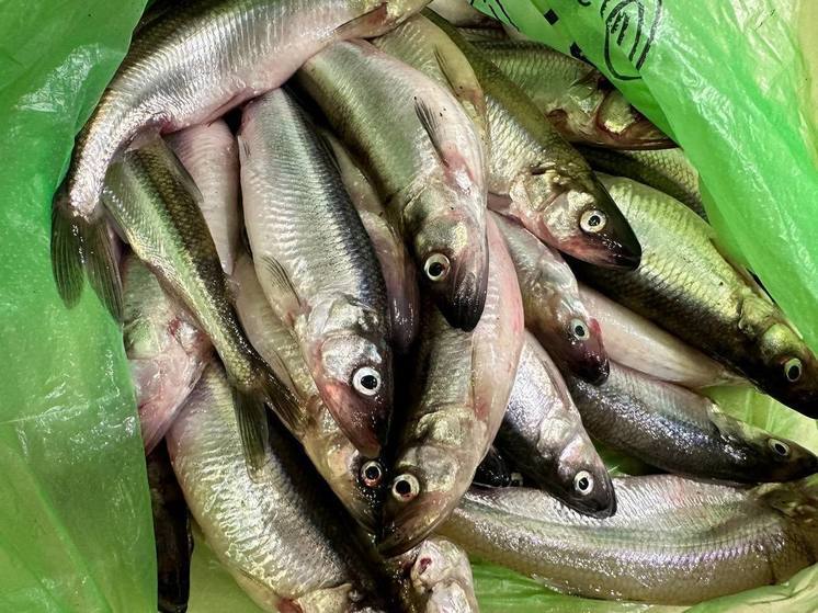 Петербуржцы могут купить огуречную рыбу в 11 районах города