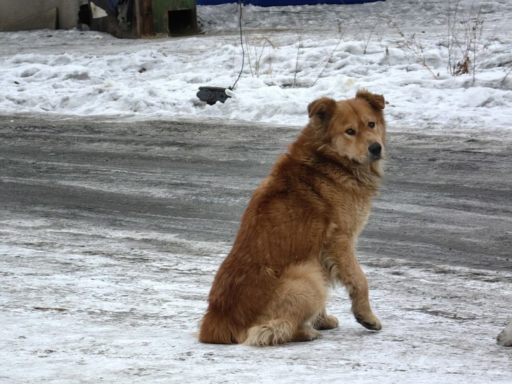 В Хабаровском крае внедрят новый подход в обращении с бездомными животными
