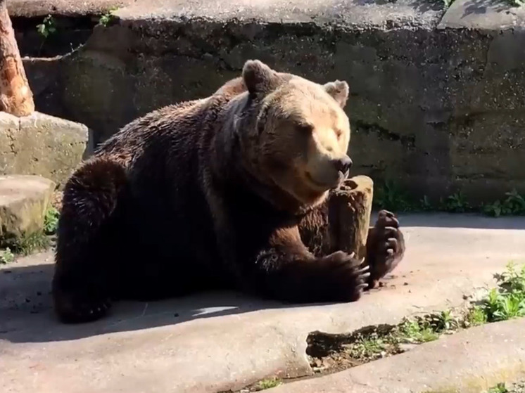 Медведю Фиме из Калининградского зоопарка подарили «нажористое»‎ бревно