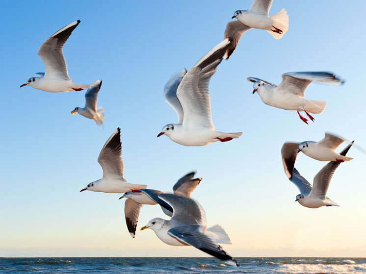 Сизые чайки вернулись в Кандалакшский залив после зимовки