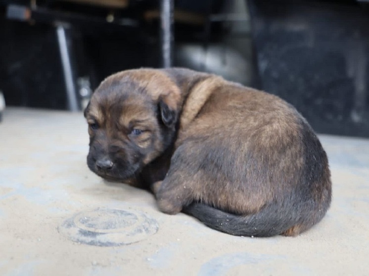 В Кургане собака привела волонтеров к щенятам, окруженным водой