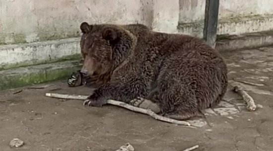 В Крыму сгорел зоопарк, удалось спасти двух медведей: видео