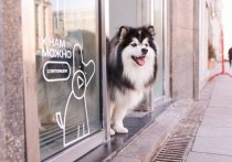 МТС сообщает о внедрении pet-friendly концепции в своих розничных магазинах