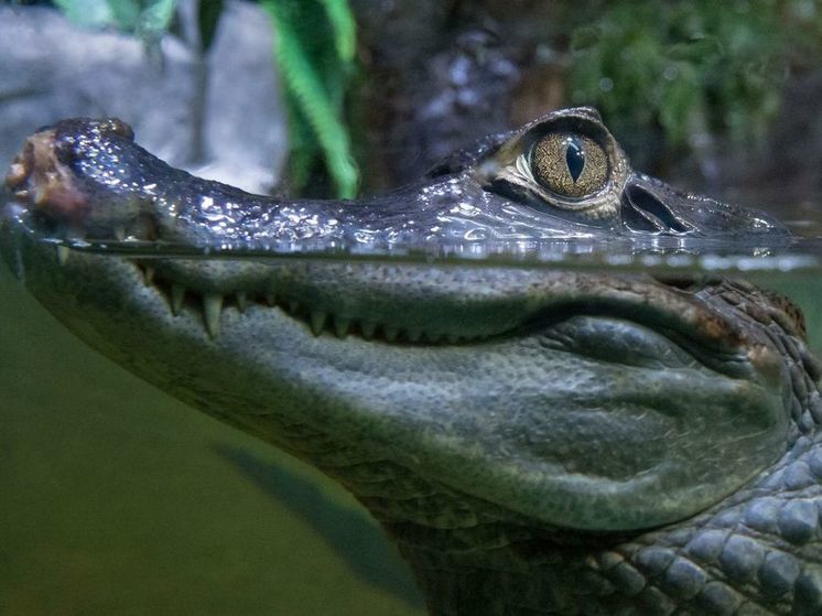 Информация о поиске сбежавшего из квартиры в Туле крокодила оказалась фейком
