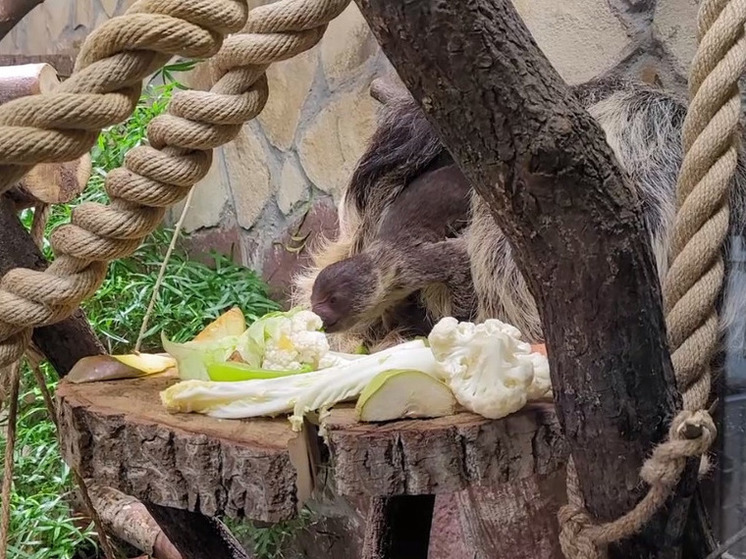 Новорожденному малышу ленивцев из Ленинградского зоопарка еще не дали имя