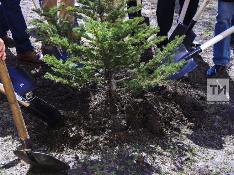 В Татарстане в рамках акции «Сад памяти» высадят 1 млн сеянцев деревьев