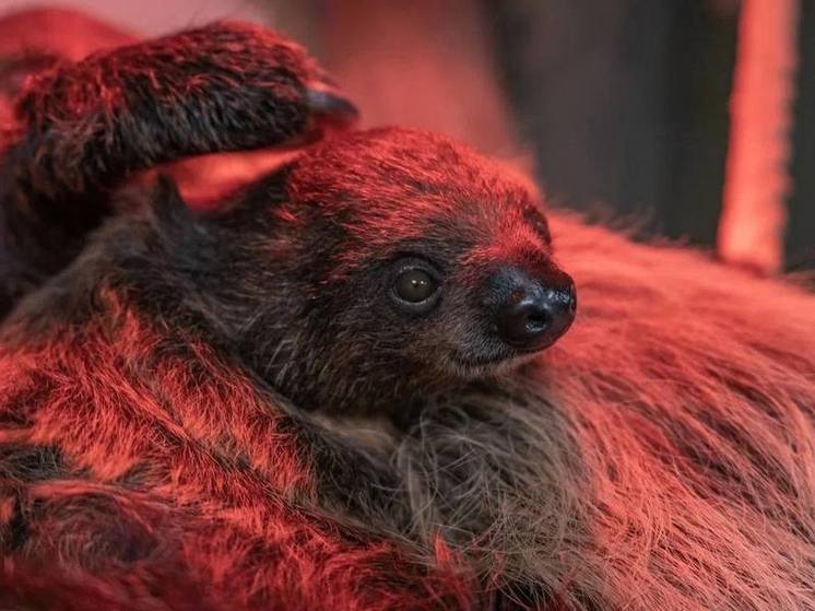 Новосибирский зоопарк впервые показал детеныша ленивца