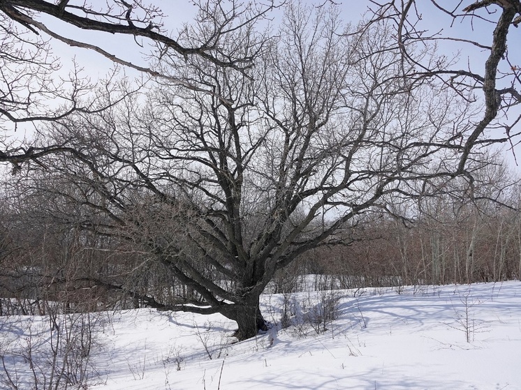 Дуб на Будановой горе вошел в национальный реестр старых деревьев