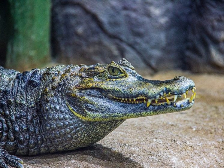 Информация о поиске сбежавшего из квартиры в Туле крокодила оказалась ложной