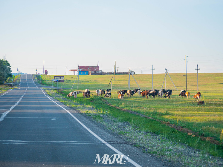Коров предложили красить «светоотрожайкой» в Забайкалье для предотвращения ДТП