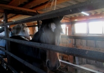 Незаконный вывоз лошадей из страны пресекли Алтайские таможенники совместно с пограничниками. Автомобиль с табуном животных в кузове направлялся в Казахстан.