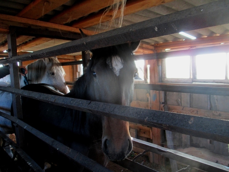 Табун лошадей хотели незаконно вывезти из Алтайского края в Казахстан