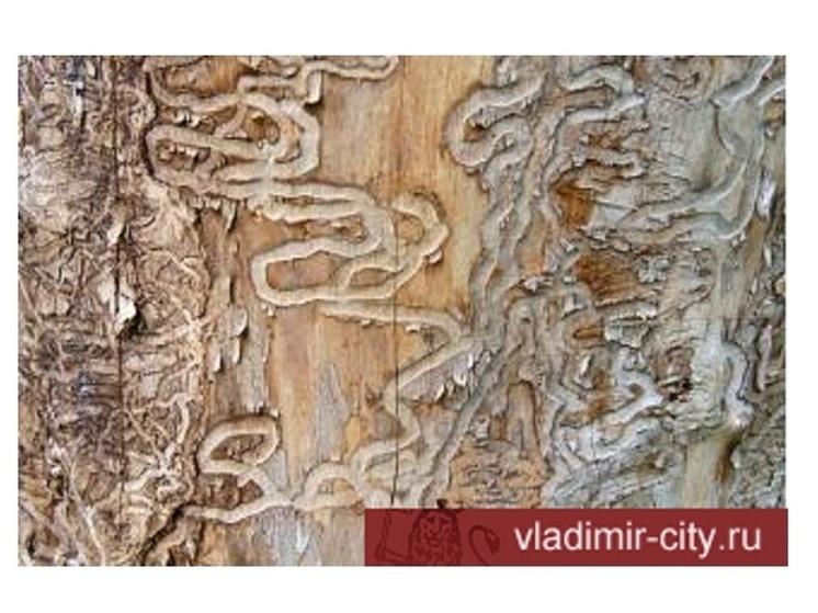 Во Владимире вырубят 40 больных деревьев