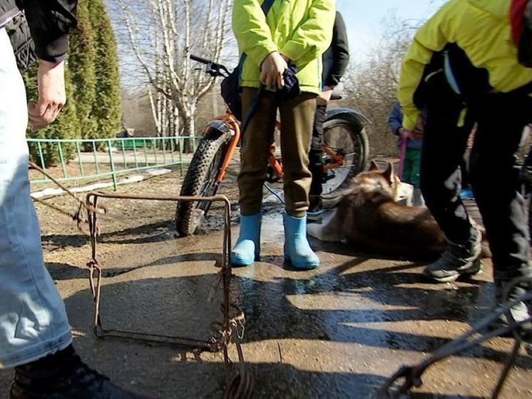 Неизвестный браконьер расставил капканы вокруг СНТ в Подольске