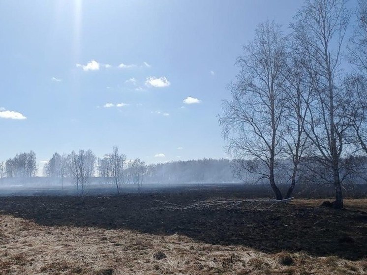 По вине поджигателя травы в Омской области едва не начался лесной пожар