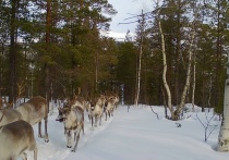 В Лапландском заповеднике фотоловушка запечатлела улыбающихся северных оленей