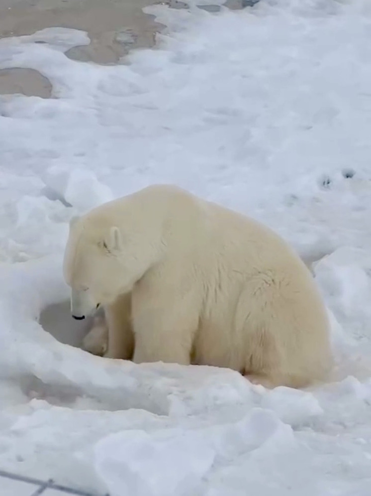 Видеофакт: В якутском зоопарке медвежата Вилюй и Яна начали  активно играть на улице