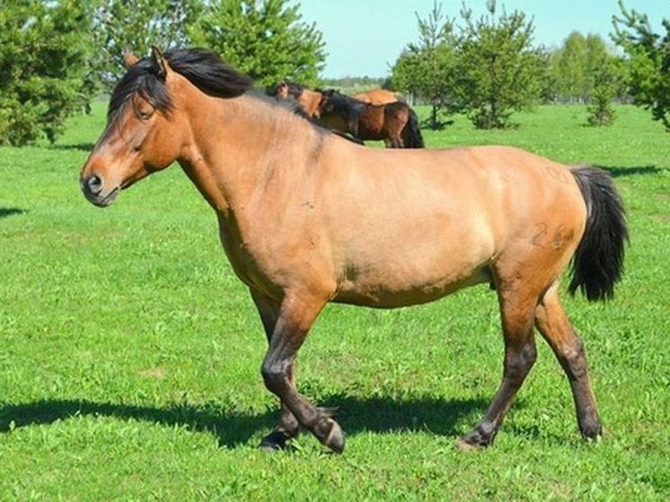 Фермер из Башкирии получил в аренду землю для разведения лошадей