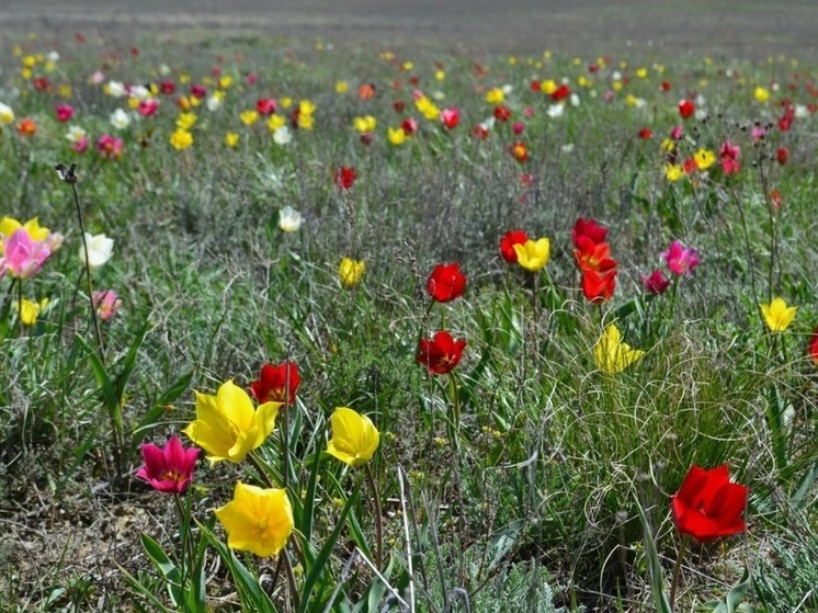 Приютненский район Калмыкии приглашает на фестиваль тюльпанов