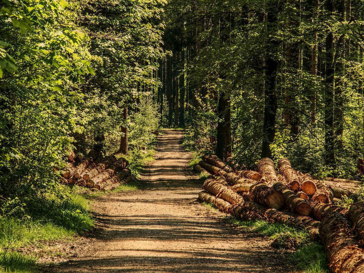 Экспорт Кузбасского леса увеличился вдвое за год