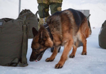 В морском инженерном полку идет подготовка служебных собак к поиску взрывоопасных предметов