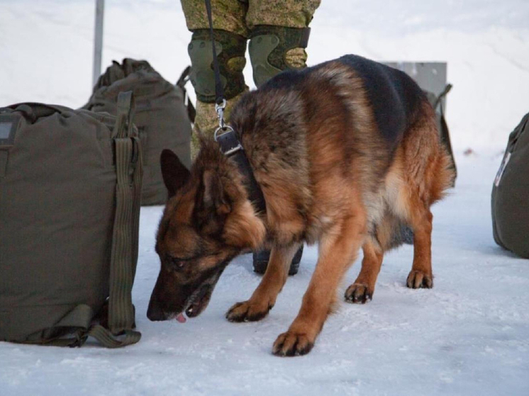 Военнослужащие Северного флота готовят собак к поиску взрывоопасных предметов