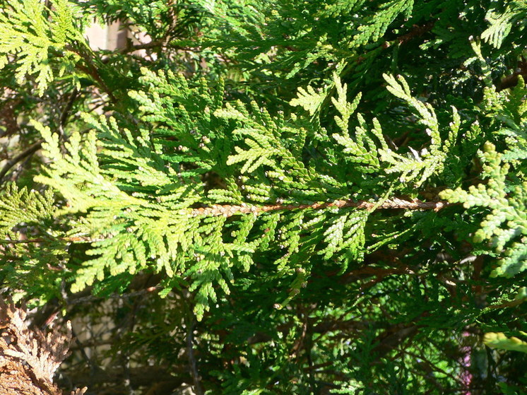 В Перми заявили, что обрабатывали деревья не краской, а защитным раствором