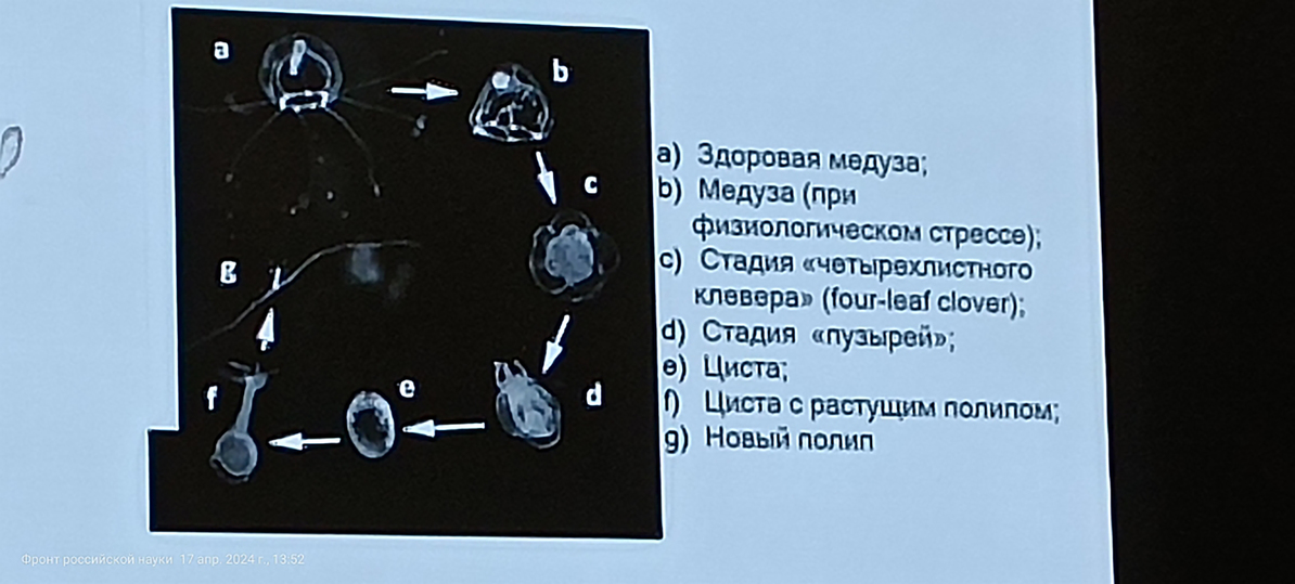 В России в лабораторных условиях впервые вырастили бессмертную медузу