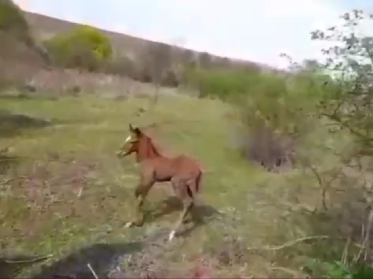 В Северной Осетии из колодца спасли жеребенка