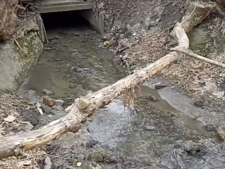 Пензенский Минлесхоз опубликовал видео с места, где пензенцы обнаружили зеленый ручей