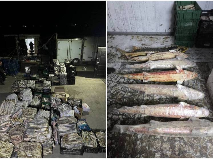 В Ростовской области браконьер наловил рыбы на 11 миллионов рублей