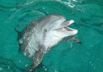 Мэрия Анапы начала проверку после появившейся информации о массовой гибели дельфинов на побережье вблизи города-курорта