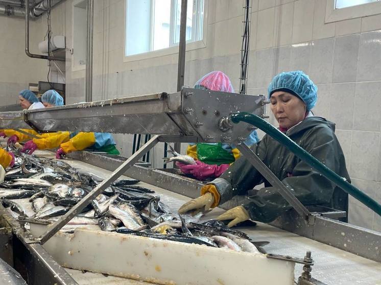 Сахалинский рыболовецкий колхоз увеличил обработку сельди благодаря новому оборудованию