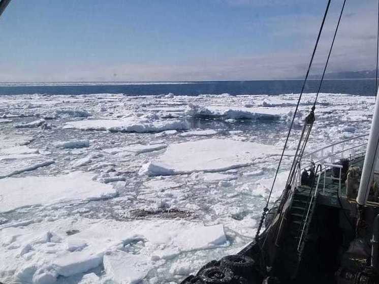 Камчатские рыбаки добыли более 300 тысяч тонн минтая
