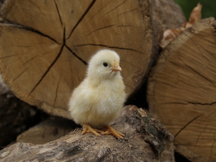 На сахалинскую птицефабрику завезли 91 тысячу цыплят
