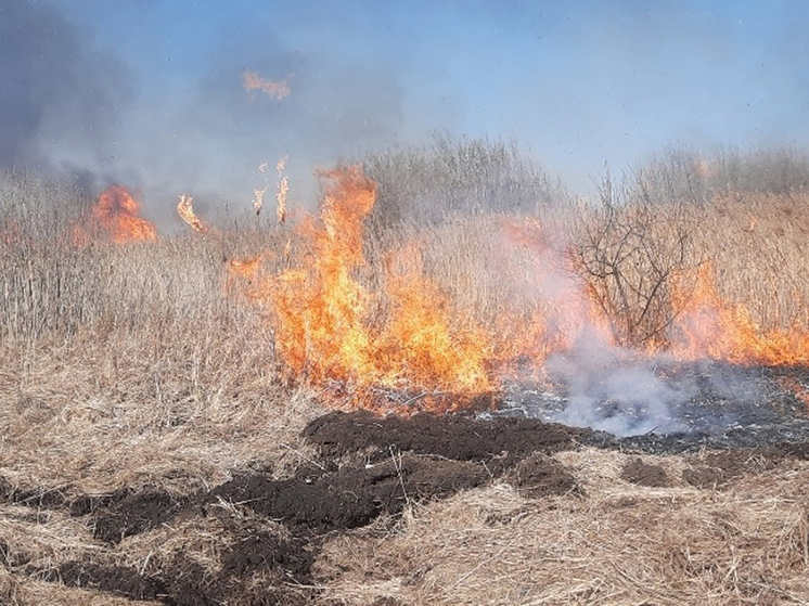 Чтобы не было пожаров: тюменцев предупреждают об опасности жечь траву