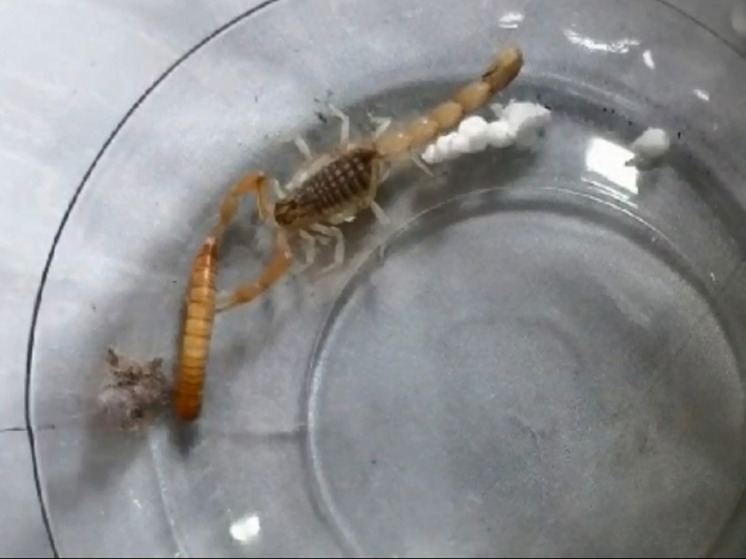 Жительнице Барнаула вместе с посылкой из Узбекистана прислали живого скорпиона