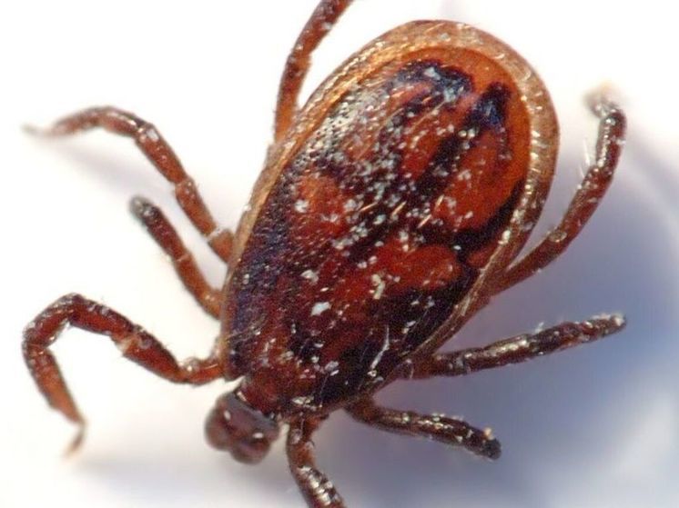 Жительница Подмосковья пришла в травмпункт с 4 клещами