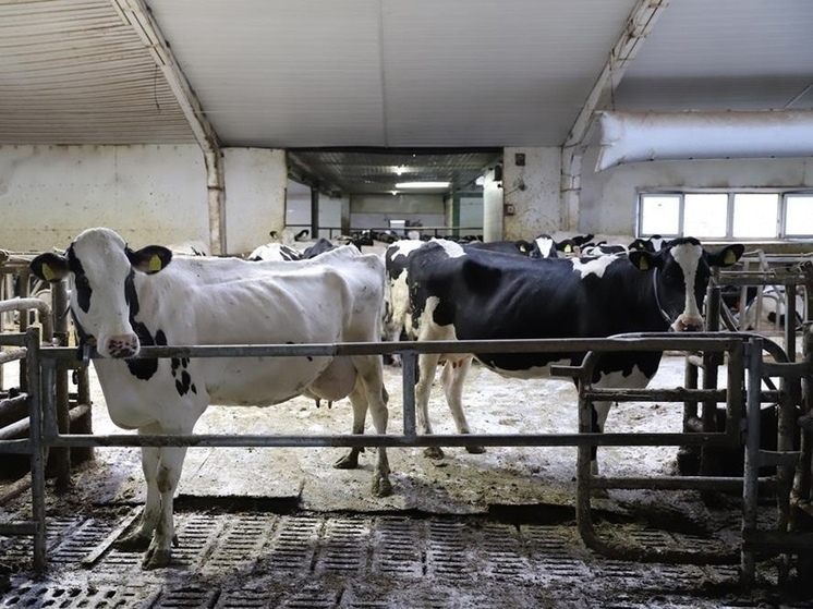 В Орловской области уменьшилось стадо крупного рогатого скота