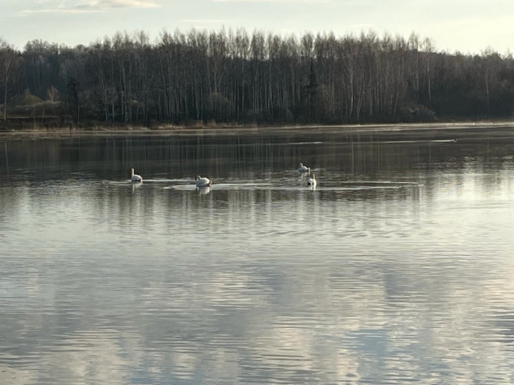Во Владимирскую область прилетели белые лебеди