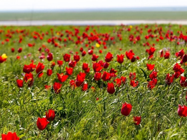Еще один район Калмыкии готовится принять фестиваль тюльпанов